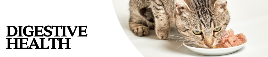 Gatos Digestive Health