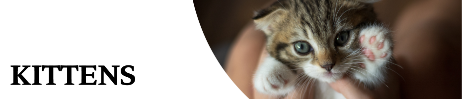 Kittens