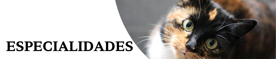 Especialidades Gatos