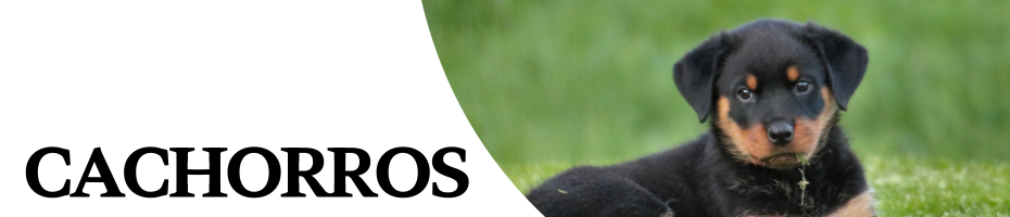 Cachorro